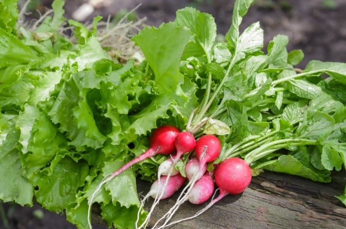 Fresh vegetables harvest 60 days, including certain radish and lettuce varieties placed on a dark surface under bright light