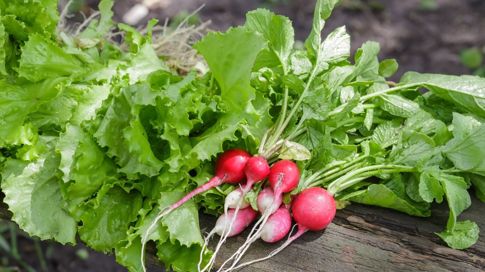 Fresh vegetables harvest 60 days, including certain radish and lettuce varieties placed on a dark surface under bright light