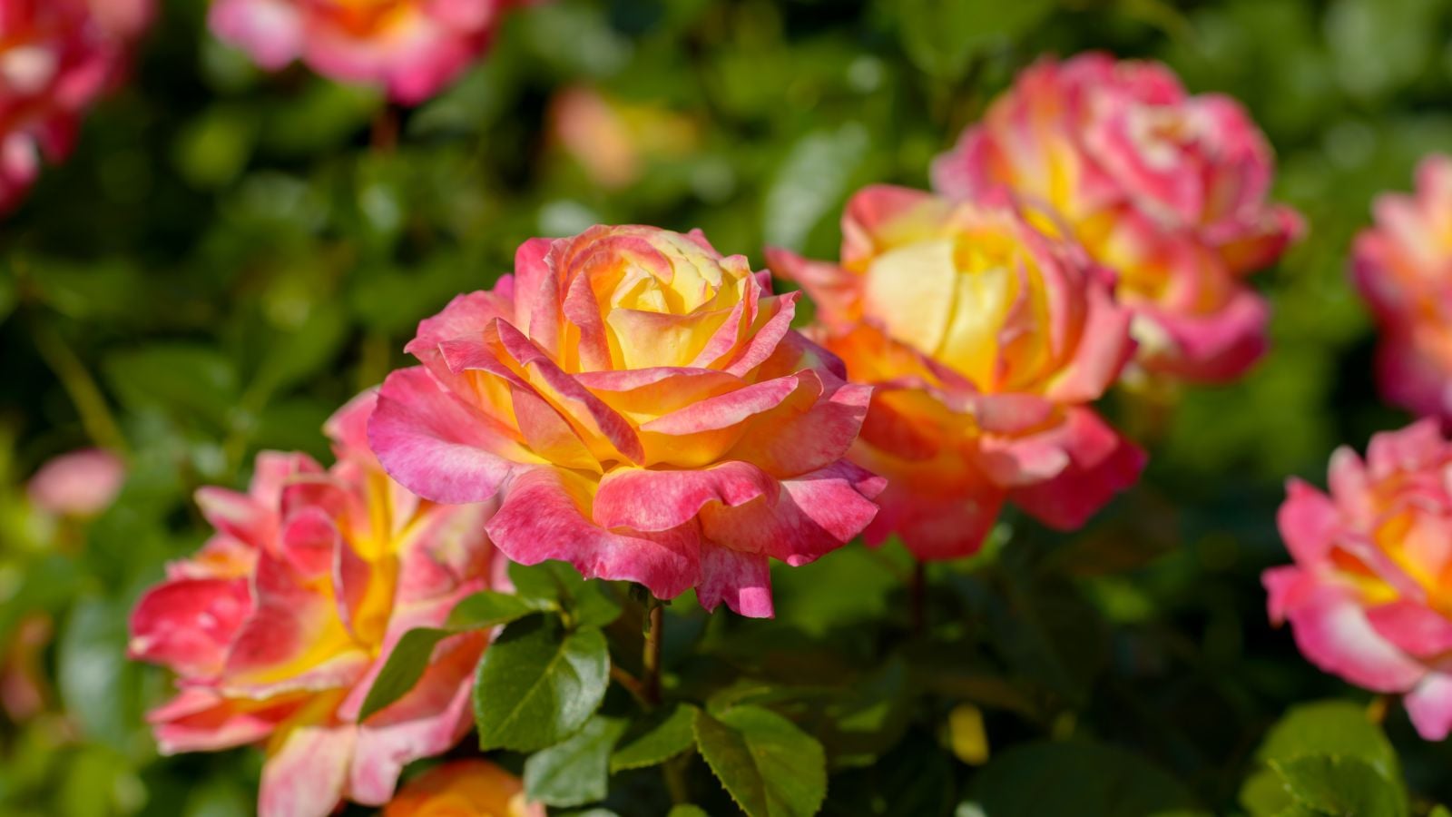A closeup on Gumball Goody™ Rose blooms appearing to have ruffled petals in various colors of pink, red and yellow under warm sunlight