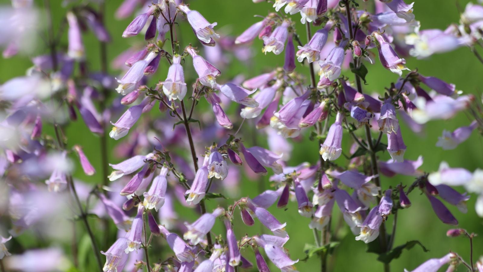 A close-up shot of a large composition of nodding, tubuluar, lavender colored flowers of the Hairy Beardtongue, growing along tall slender stems
