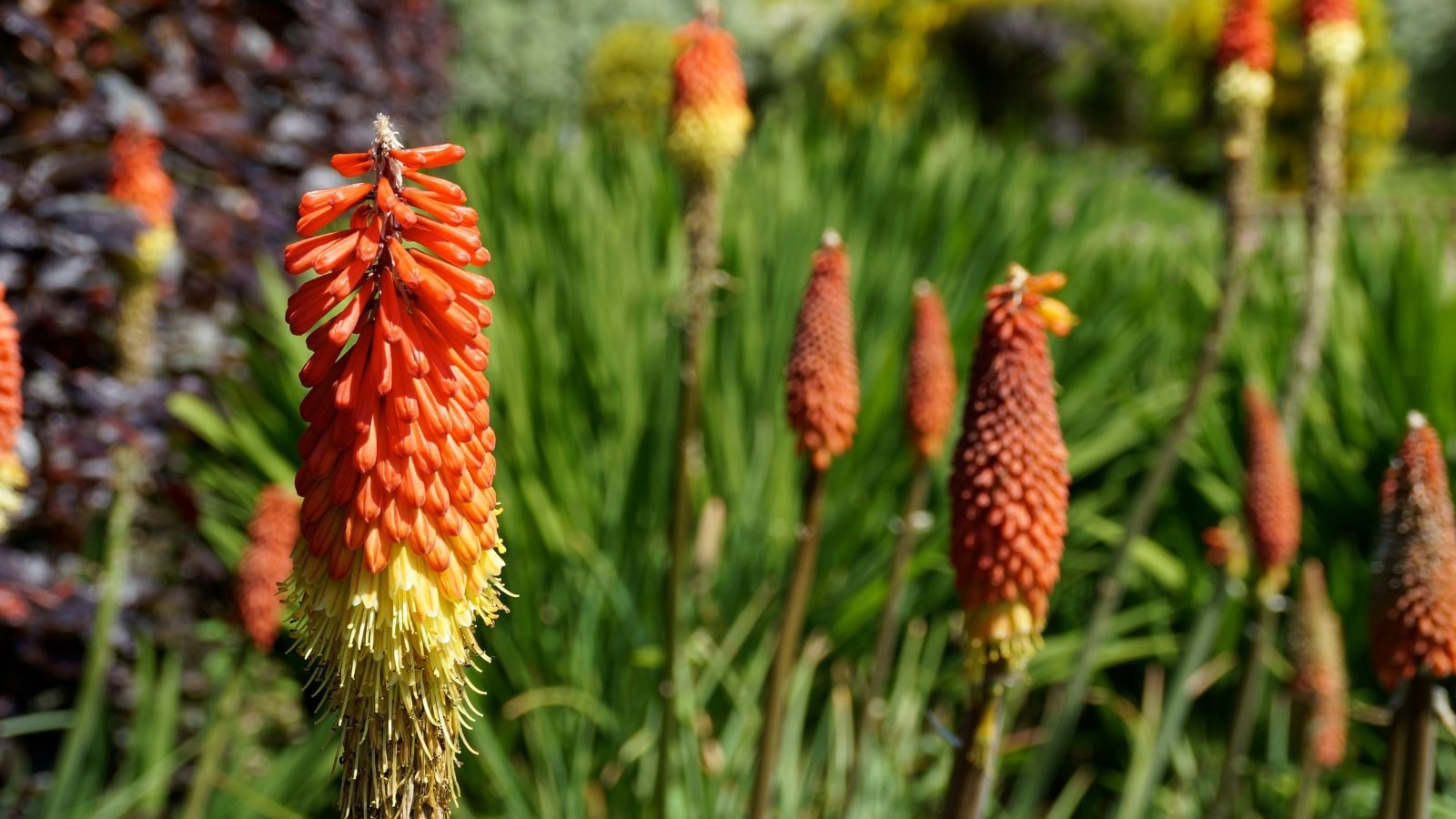 An area with multiple Kniphofia ‘Alcazar’ blooms appearing to poke out looking strong and sturdy with red petals