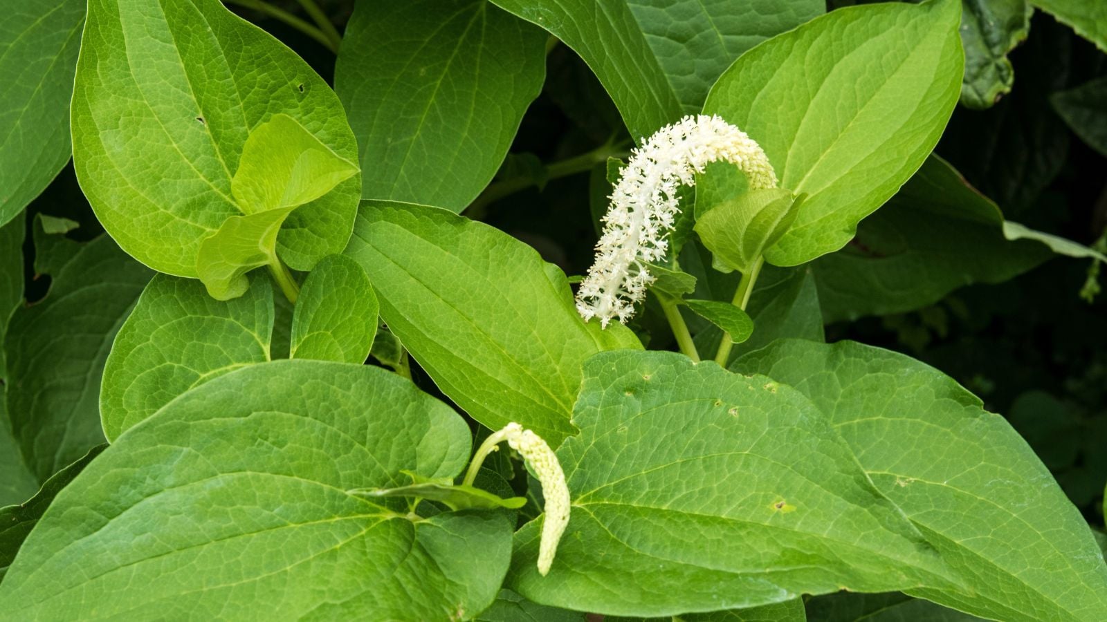 A close-up shot of a couple of developing white, arching flowers alongside large green leaves of the Lizard’s Tail