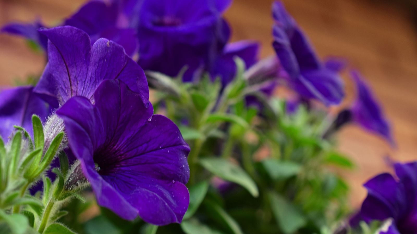 Lovely deep purple flowers with most blooms facing the right, surrounded by vivid green leaves placed somewhere with enough light