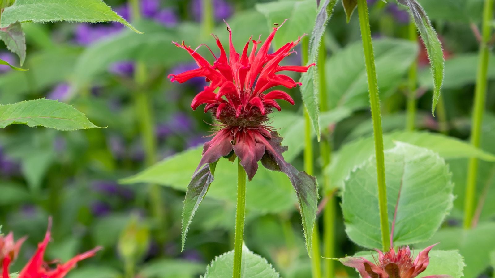 A close-up shot of a red flower resembling a wild bergamot, sitting atop a sturdy stem, alongside the same flowers of the Monarda ‘Jacob Cline’ 
