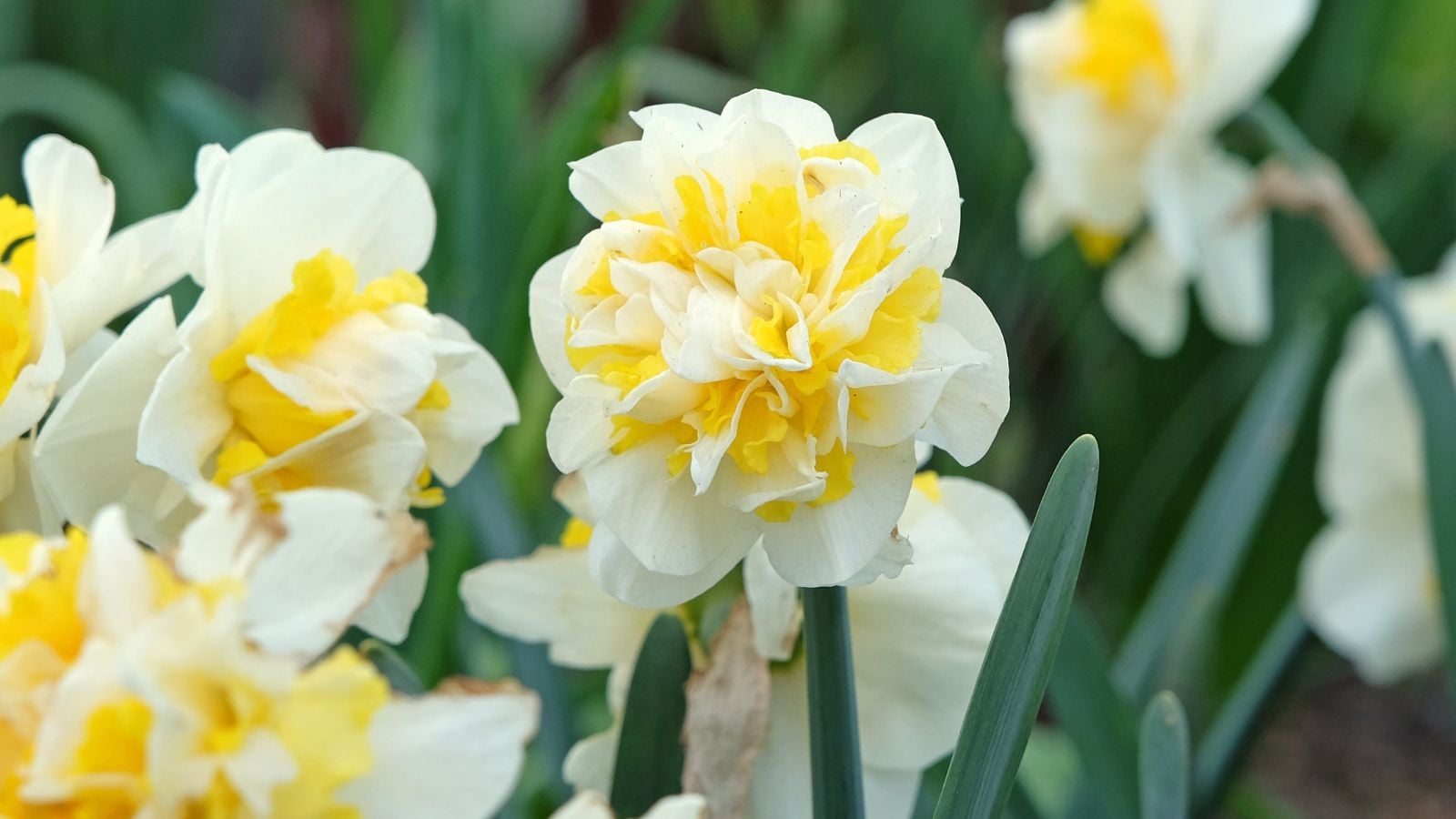 A shot of multiple Narcissus ‘Westward’ blooms appearing to have ruffled white and yellow petals with vivid green foliage