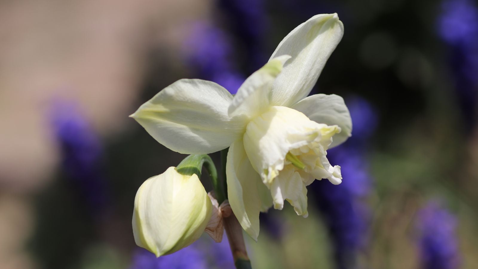 A closeup of a Narcissus ‘White Marvel’ flower appearing to have pure white petals appearing dainty and lovely under the bright sunlight