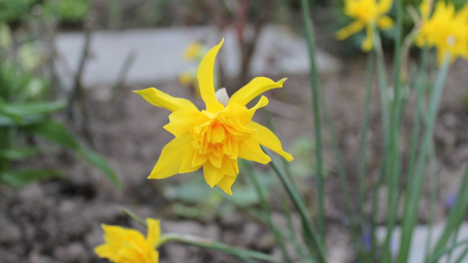 A closeup shot of a Narcissus 'Van Sion' bloom appearing to have bright yellow petals with slender green stems placed in a garden bed somewhere sunny