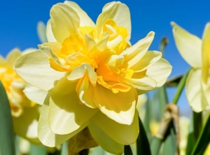 One of many heirloom daffodil varieties, appearing to have lovely and bright, yellow petals that look ruffled with a clear blue sky in the background