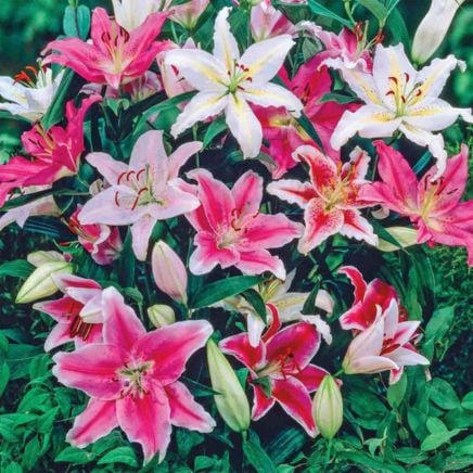 Oriental Lily Bulb Mix seeds