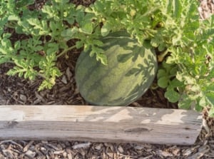 A close-up and overhead shot of a ripe and round fruit alongside green foliage, showcasing how to grow watermelon raised beds