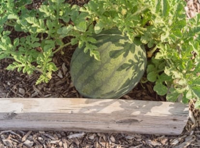 A close-up and overhead shot of a ripe and round fruit alongside green foliage, showcasing how to grow watermelon raised beds