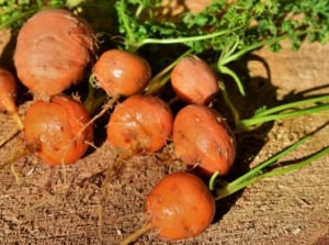Paris market carrots on dark brown soil, appearing to have round and small forms with an orange color and bright green tops placed under warm sunlight