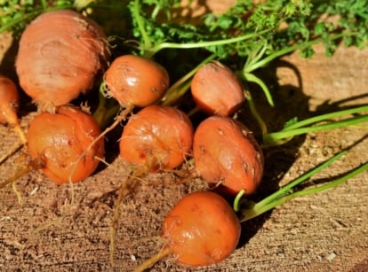 Paris market carrots on dark brown soil, appearing to have round and small forms with an orange color and bright green tops placed under warm sunlight