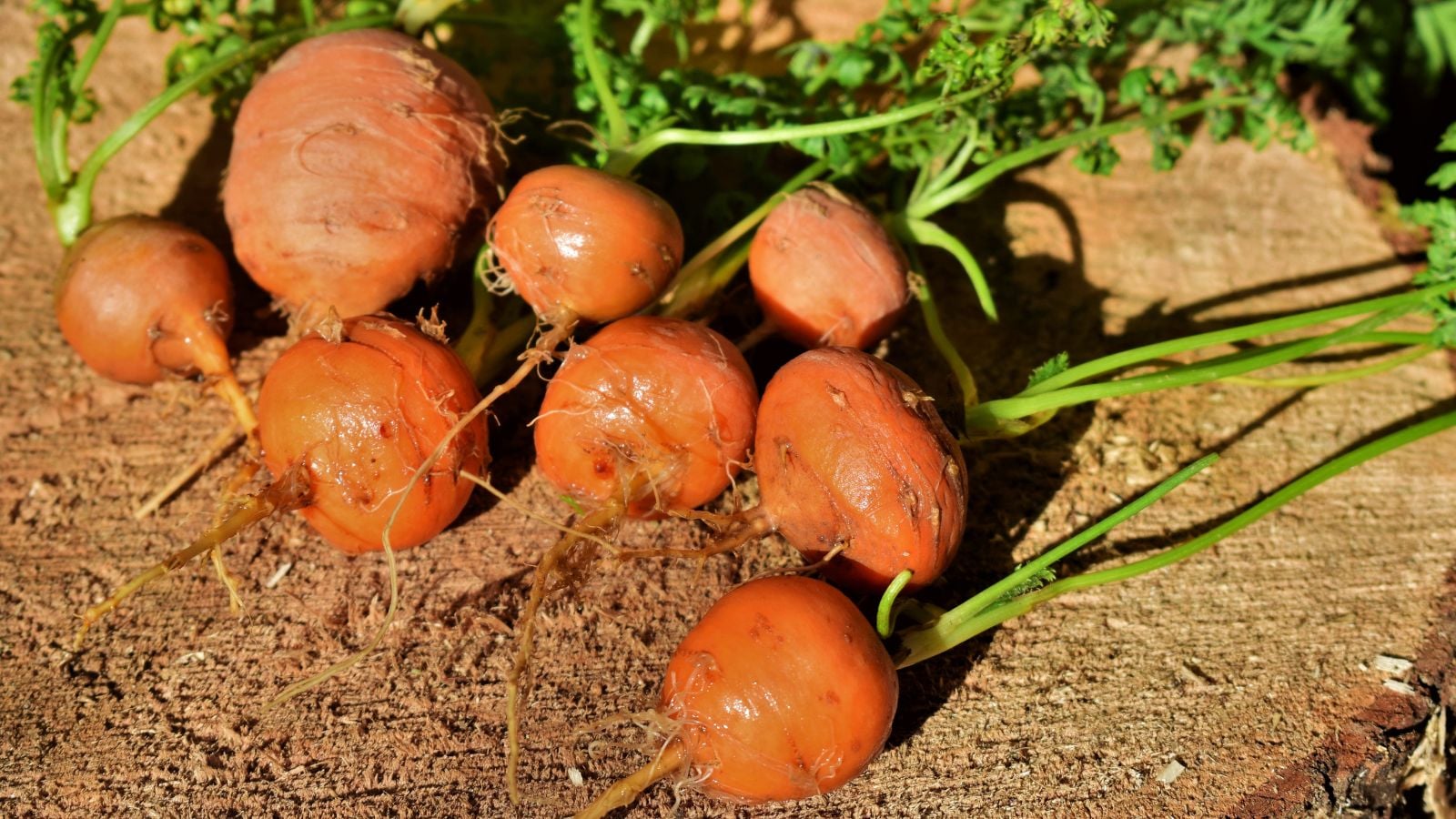 Paris market carrots on dark brown soil, appearing to have round and small forms with an orange color and bright green tops placed under warm sunlight