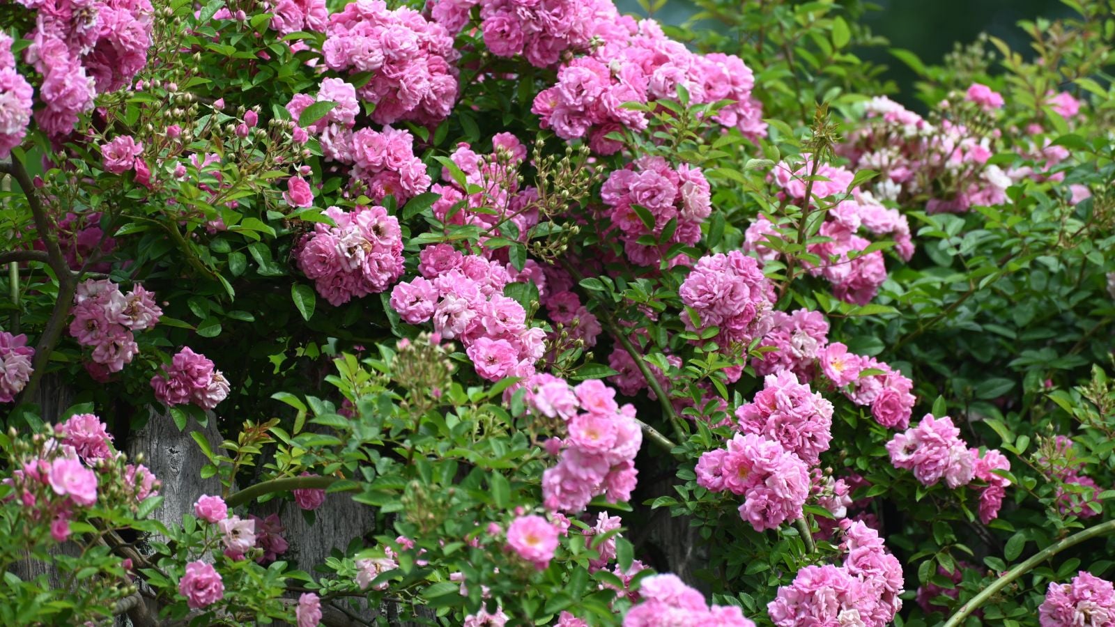 A close-up shot of a large composition of vibrant pink colored blooms of the Peggy Martin Climbing Rose, all developing alongside other plants outdoors