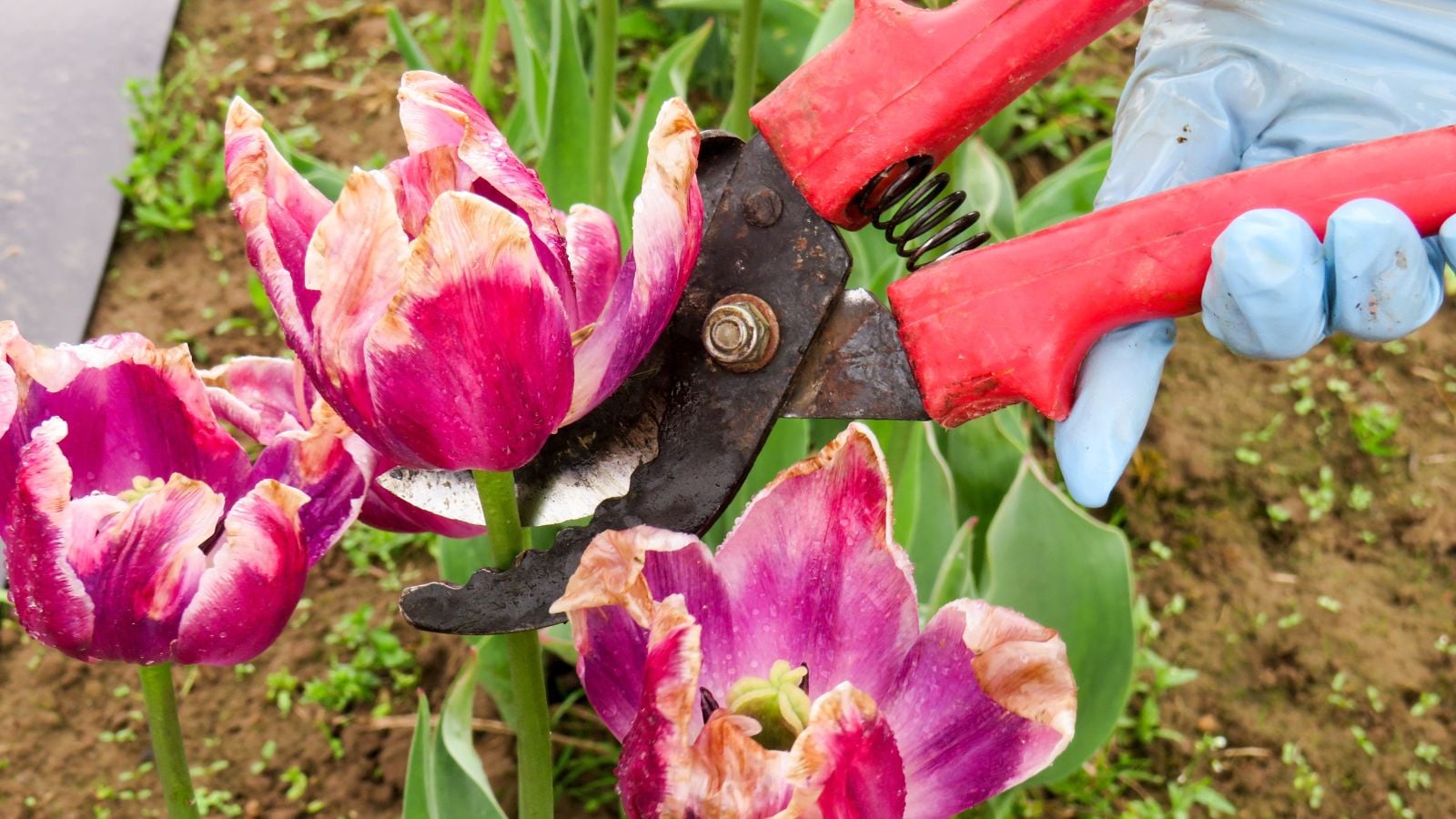 A close-up and overhead shot of a person's hand in the process of pruning off or deadheading spent flowers