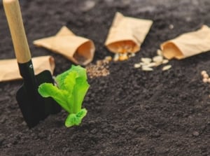 Plant seeds in ground April such as Lettuce seeds, showing open packets placed on the dark brown soil