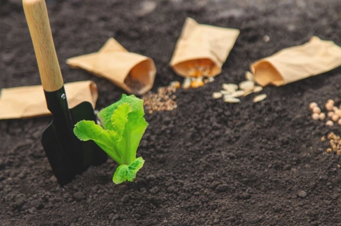 Plant seeds in ground April such as Lettuce seeds, showing open packets placed on the dark brown soil