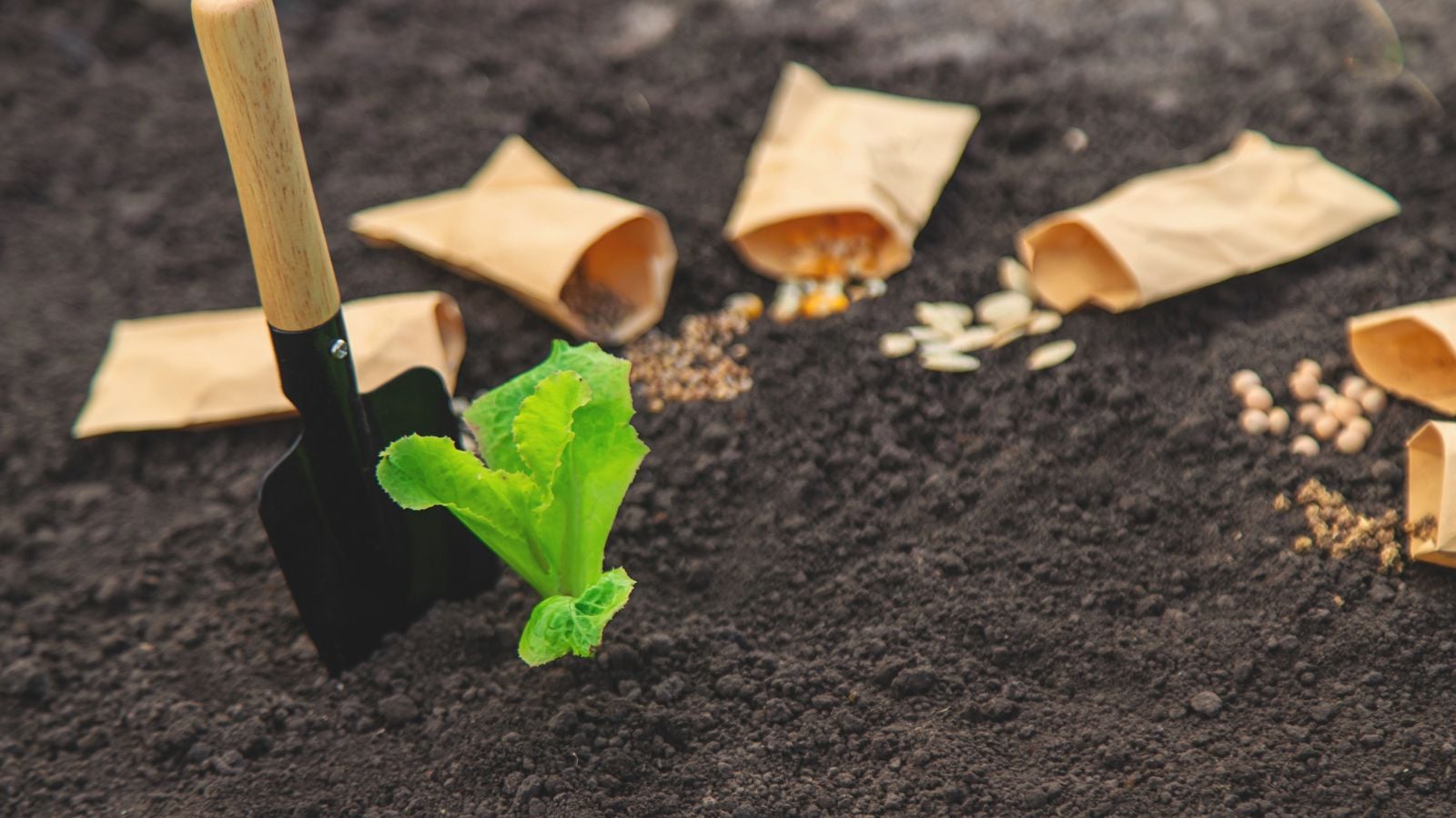 Plant seeds in ground April such as Lettuce seeds, showing open packets placed on the dark brown soil
