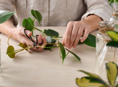 A woman holding a house plant using bare hands to propagate philodendron working on a white table with plants and tools on the surface