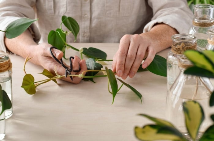A woman holding a house plant using bare hands to propagate philodendron working on a white table with plants and tools on the surface