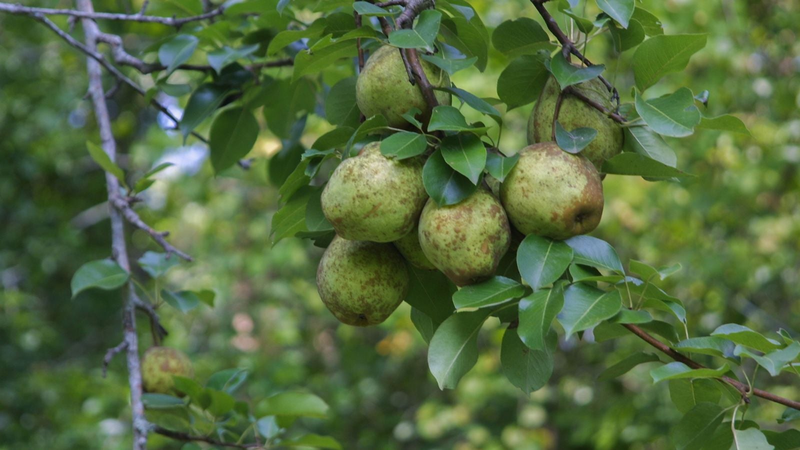 Multiple Pyrus communis 'Kieffer' fruits still dangling on the tree with sturdy and woody branches