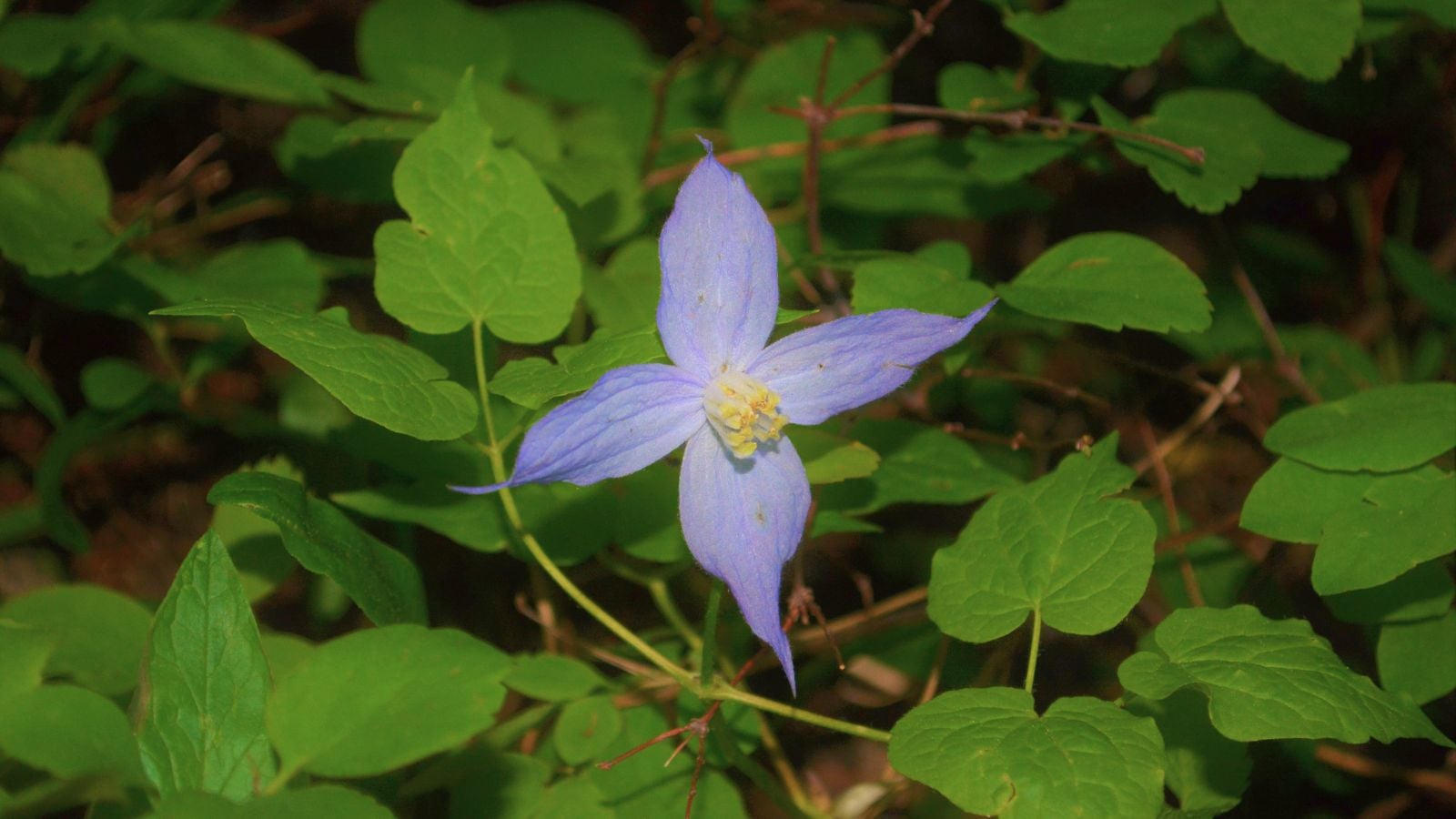 A close-up shot of a single lilac-colored flower of the Rock Clematis, growing alongside its slender stems and heart-shaped leaves