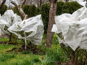 A close-up shot of a small group of developing and covered shrubs, showcasing how to protect plants spring frost