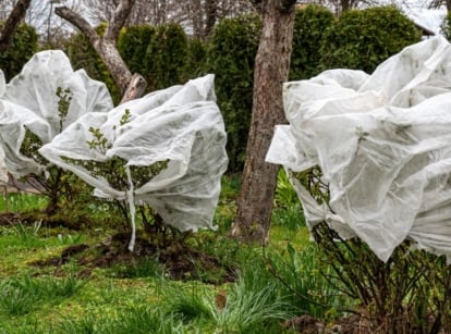 A close-up shot of a small group of developing and covered shrubs, showcasing how to protect plants spring frost