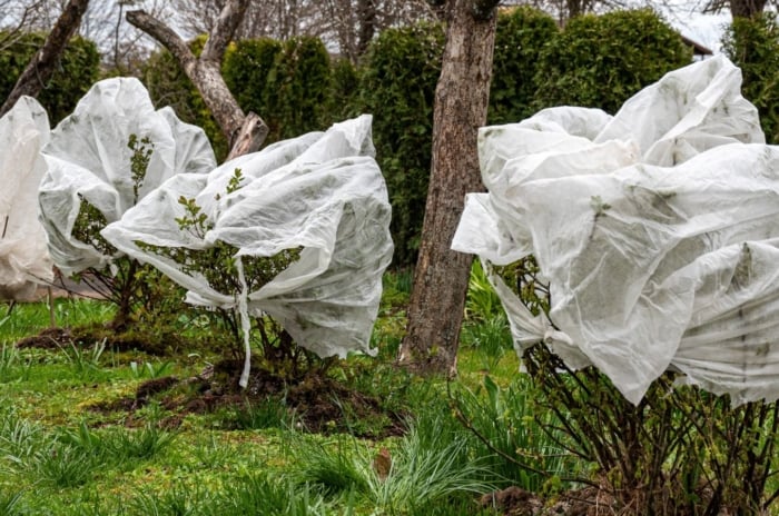 A close-up shot of a small group of developing and covered shrubs, showcasing how to protect plants spring frost