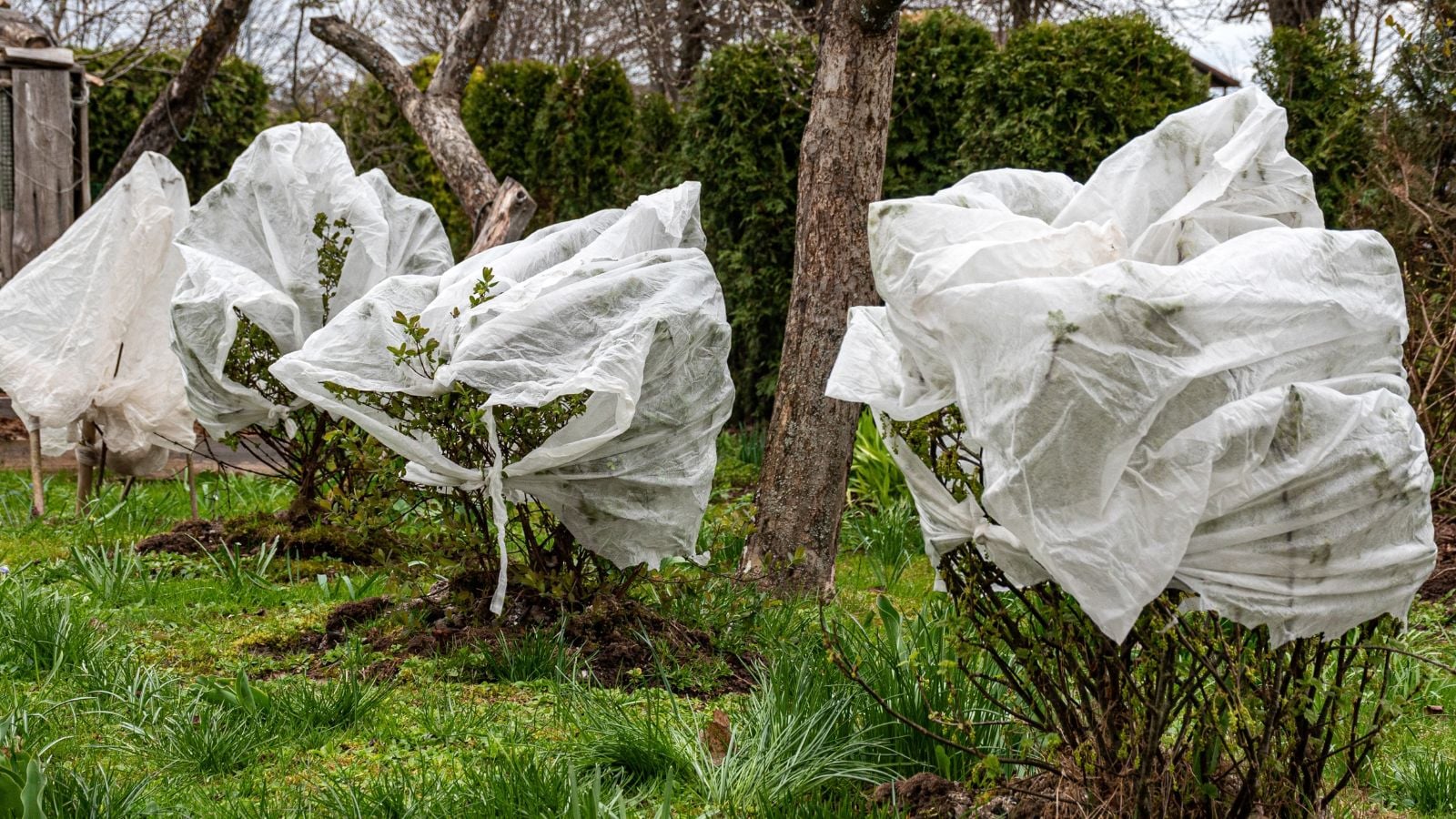 A close-up shot of a small group of developing and covered shrubs, showcasing how to protect plants spring frost