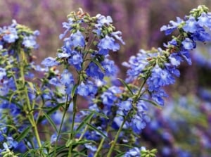 A shot of Salvia azurea stems appearing to have delicate flowers with a vibrant cool-toned hue surrounded by bright green foliage under sunlight