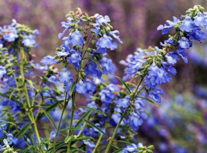 A shot of Salvia azurea stems appearing to have delicate flowers with a vibrant cool-toned hue surrounded by bright green foliage under sunlight