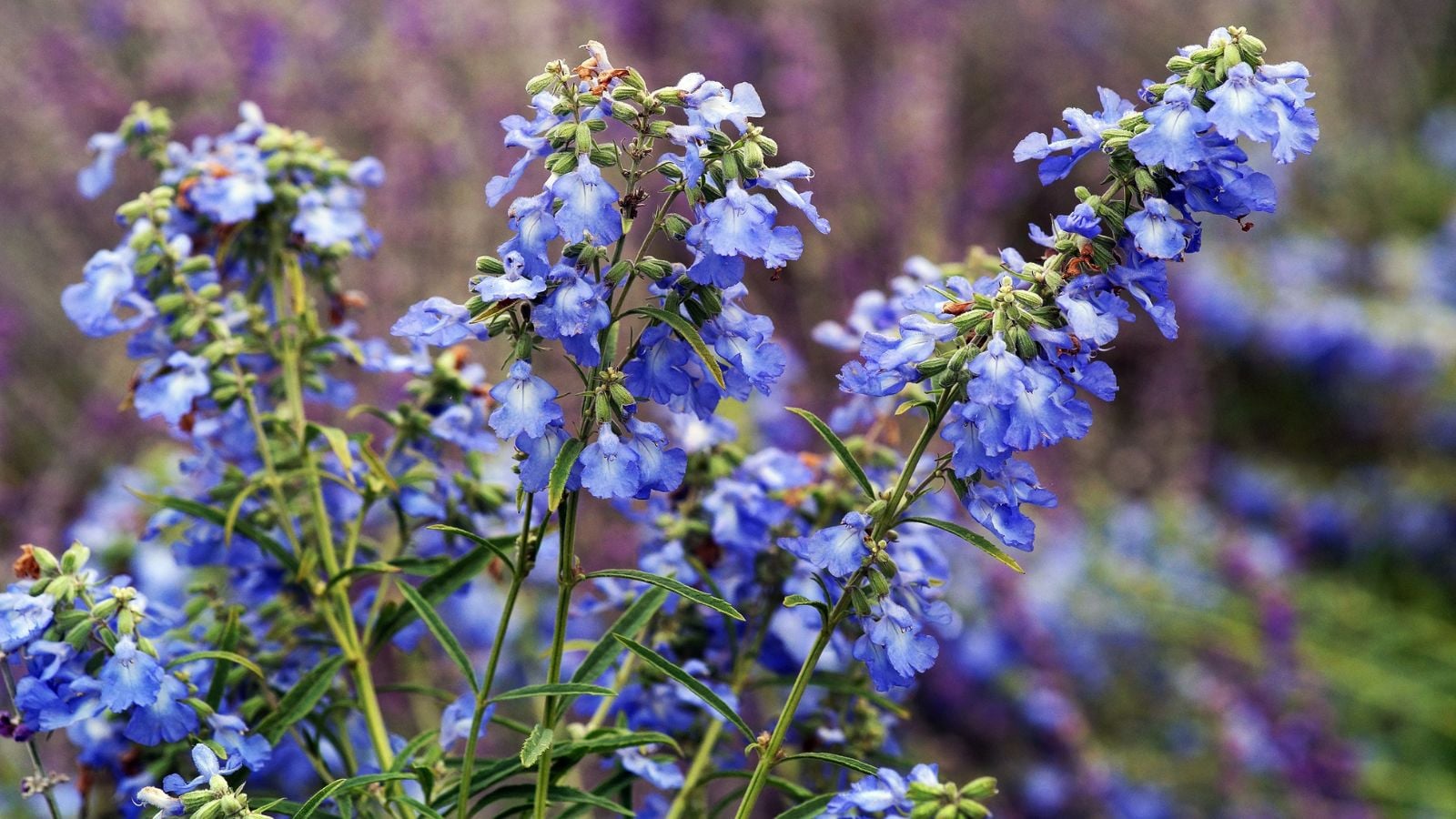A shot of Salvia azurea stems appearing to have delicate flowers with a vibrant cool-toned hue surrounded by bright green foliage under sunlight