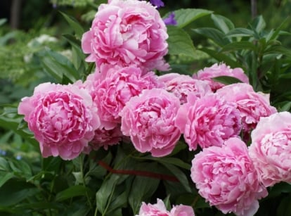 A healthy Sarah Bernhardt peony plant appearing to have deep green foliage and huge pink blooms under bright light