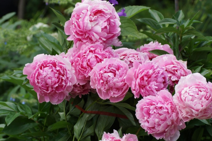 A healthy Sarah Bernhardt peony plant appearing to have deep green foliage and huge pink blooms under bright light