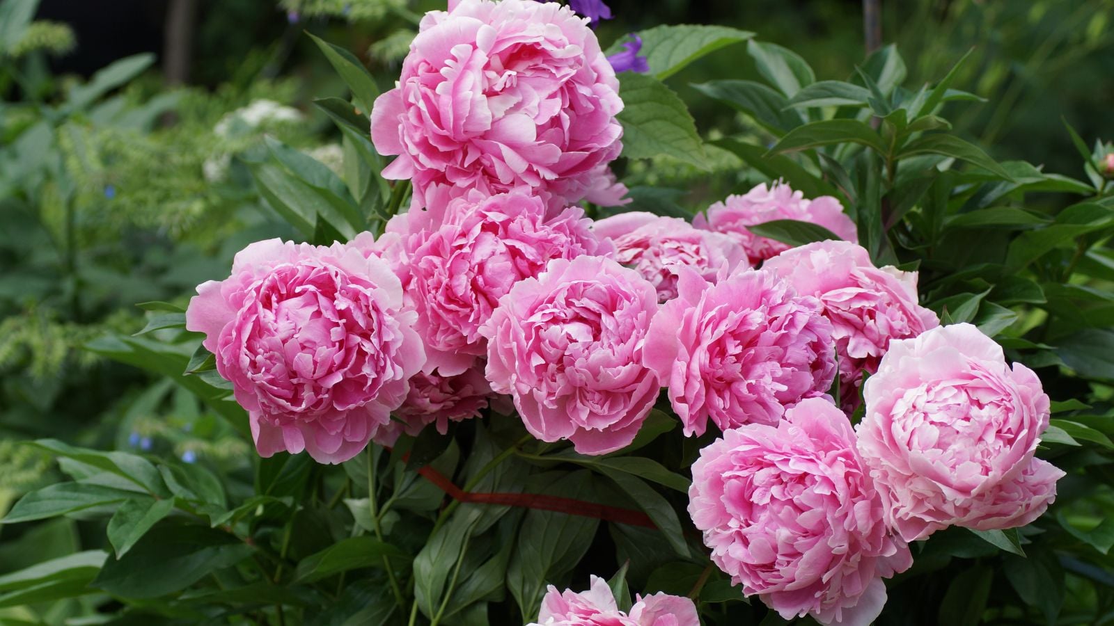 A healthy Sarah Bernhardt peony plant appearing to have deep green foliage and huge pink blooms under bright light
