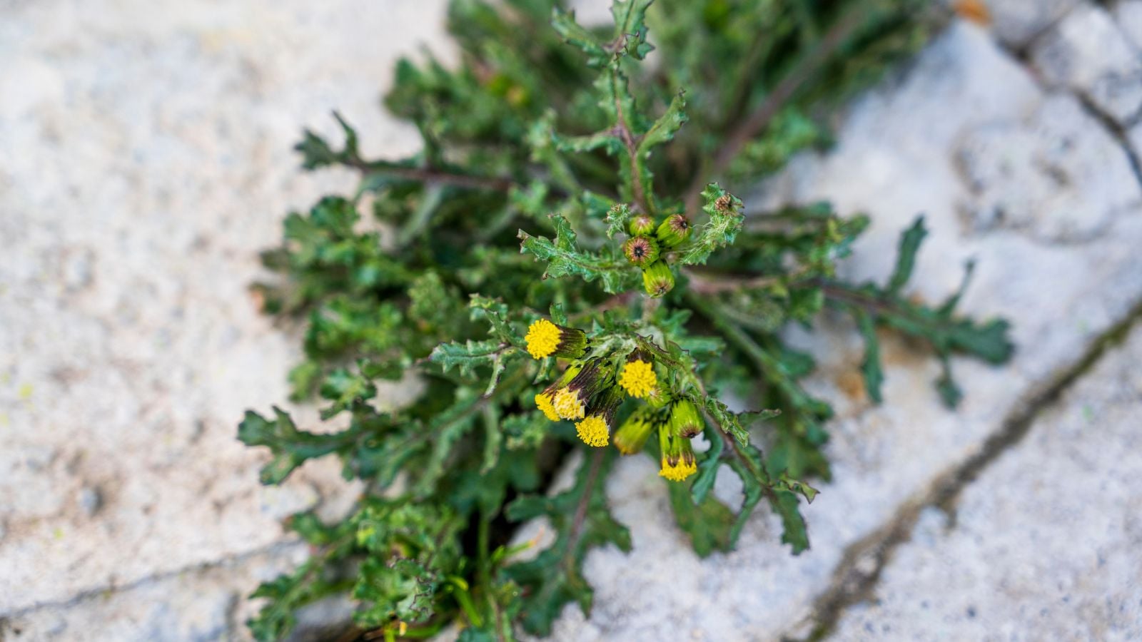 A Senecio vulgarisplant growing from the crack on the concrete pathway having deep green leaves and small yellow blooms