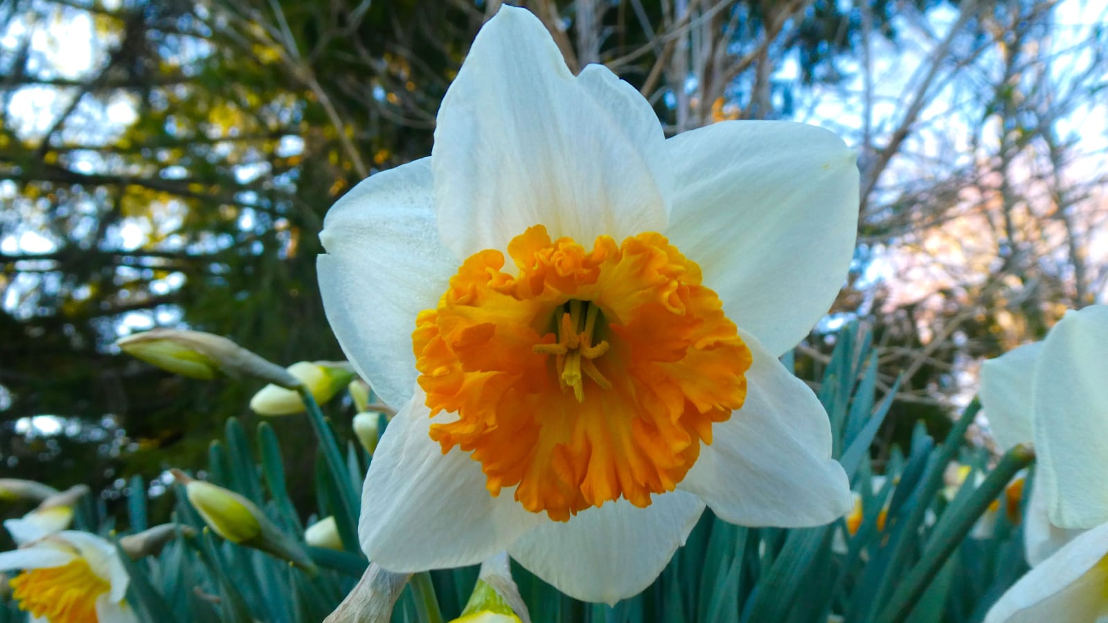 An area covered in Narcissus ‘Parisienne’ blooms appearing to have white petals with bright yellow centers