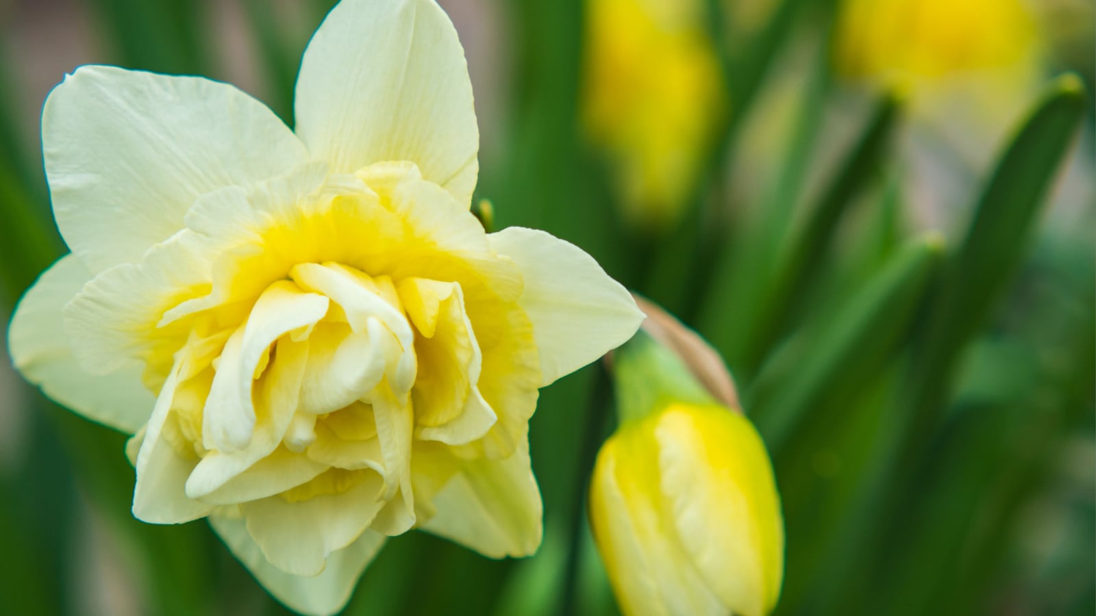 A lovely Narcissus 'Argent' bloom appearing to have dainty white petals with a bright yellow center placed somewhere sunny