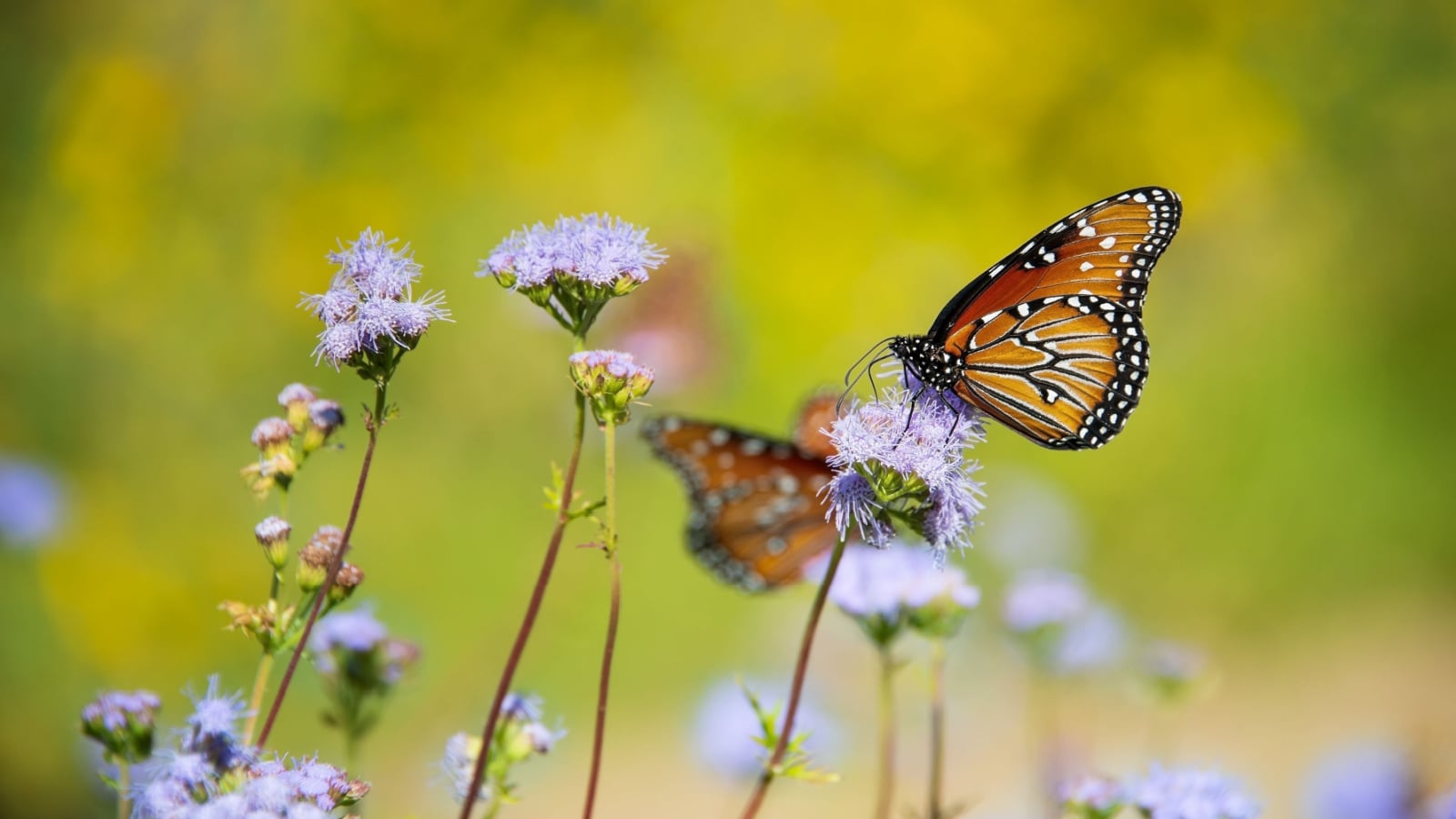 A close up of a Queen Butterfly atop a purple mistflower bloom in a garden in full sun. Other Queen butterflies are blurred in the background. 