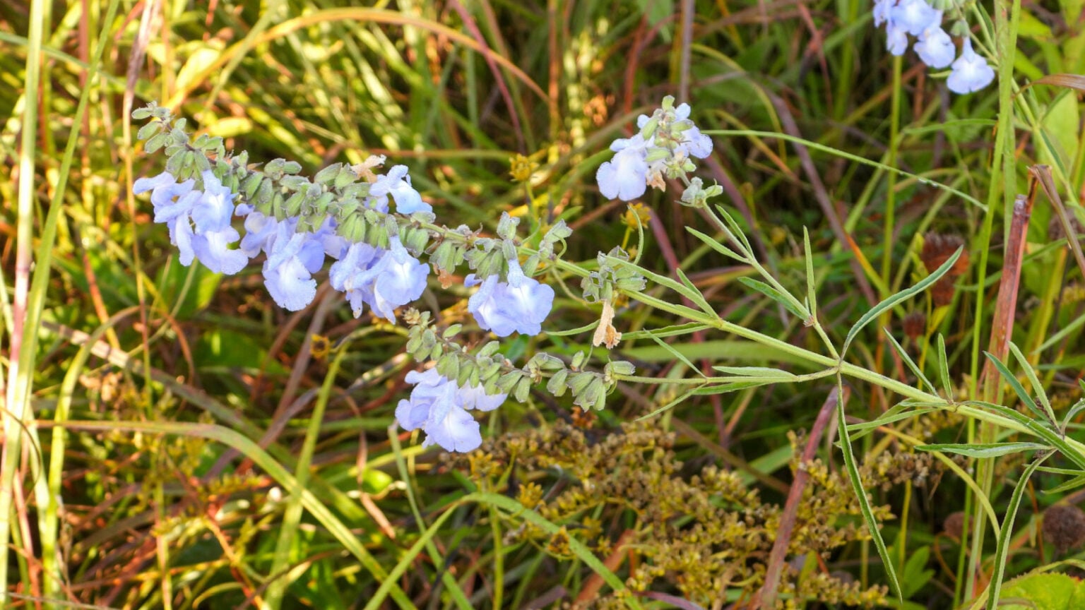 How to Plant, Grow, and Care for Salvia azurea