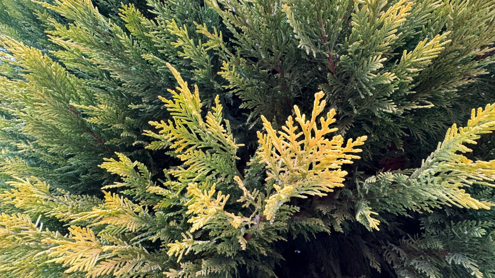 A close-up and base-angle shot of green and golden colored foliage of the Golconda variety of large plants