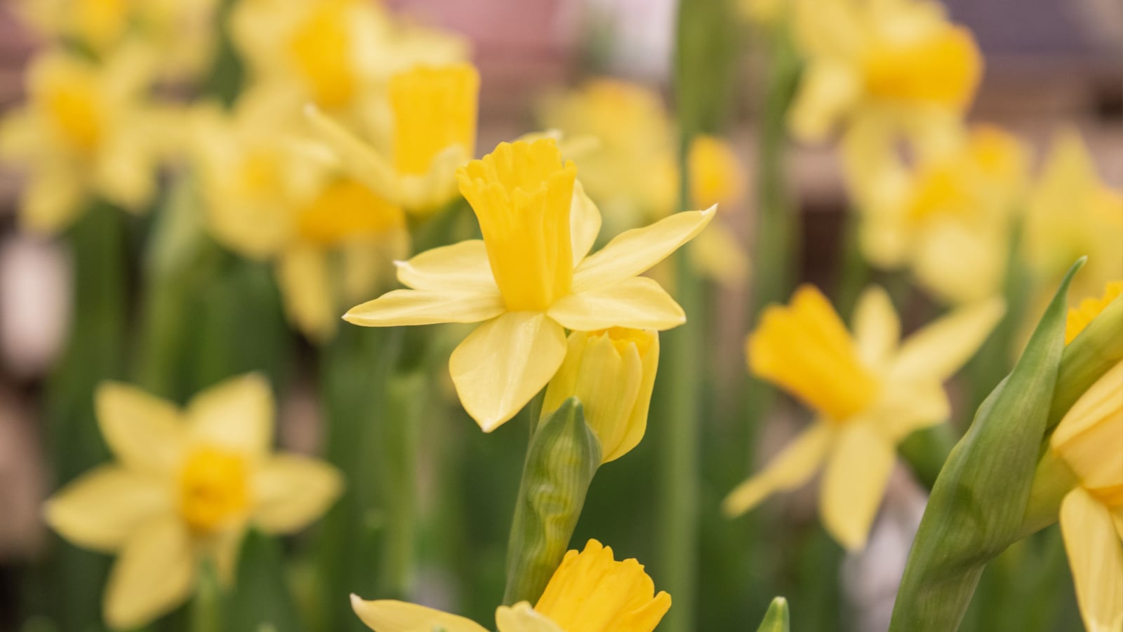A closeup on multiple Narcissus ‘Maximus’ blooms appearing to have bright yellow petals that look sturdy and ruffled