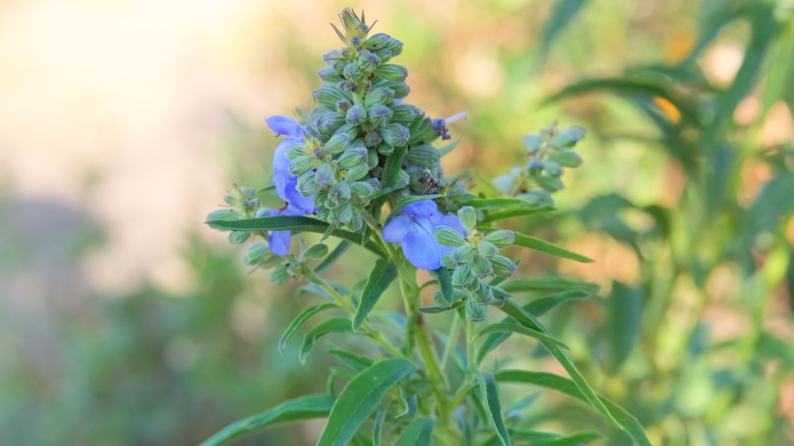 A close up of area in the garden with a mature blue sage plant with lovely blue spires, showing one of different varieties