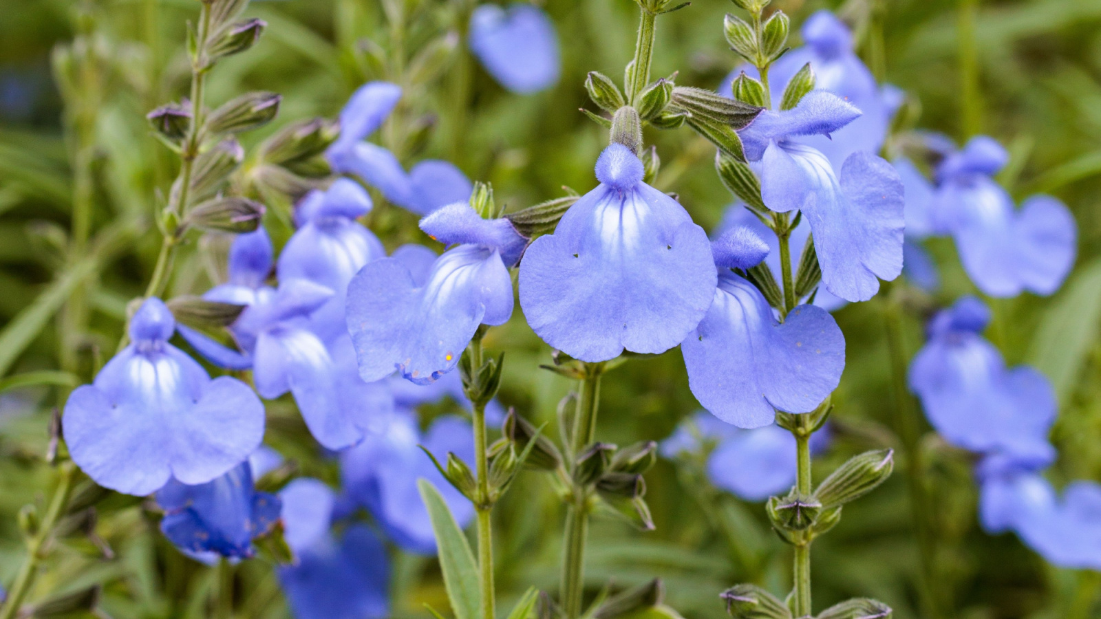 A close up of tall blue sage spires under bright sunlight, attached to green stems with lovely foliage