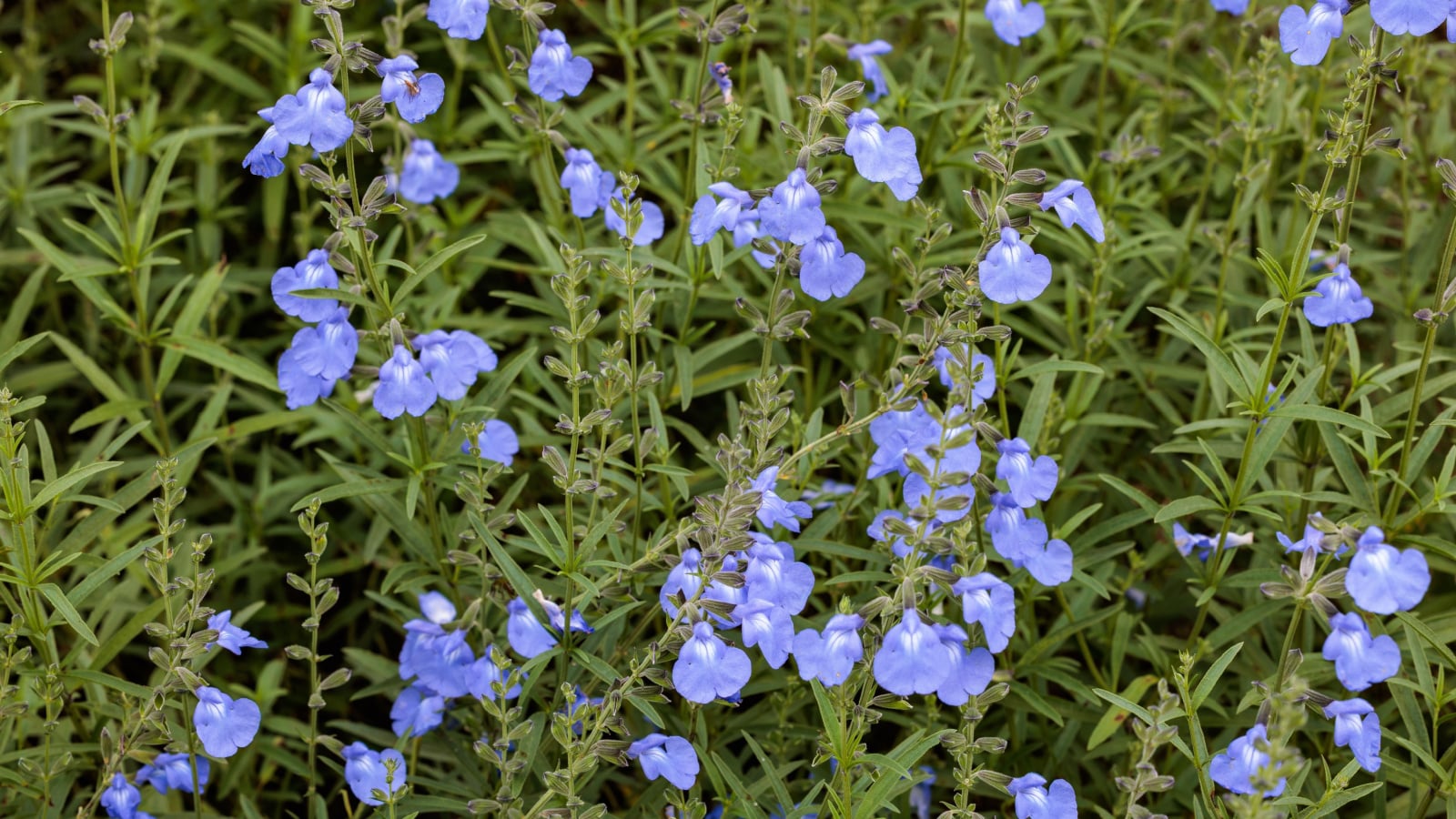 An area with countless blue sage plants appearing tall with flower spires, growing somewhere with sandy soil in the garden