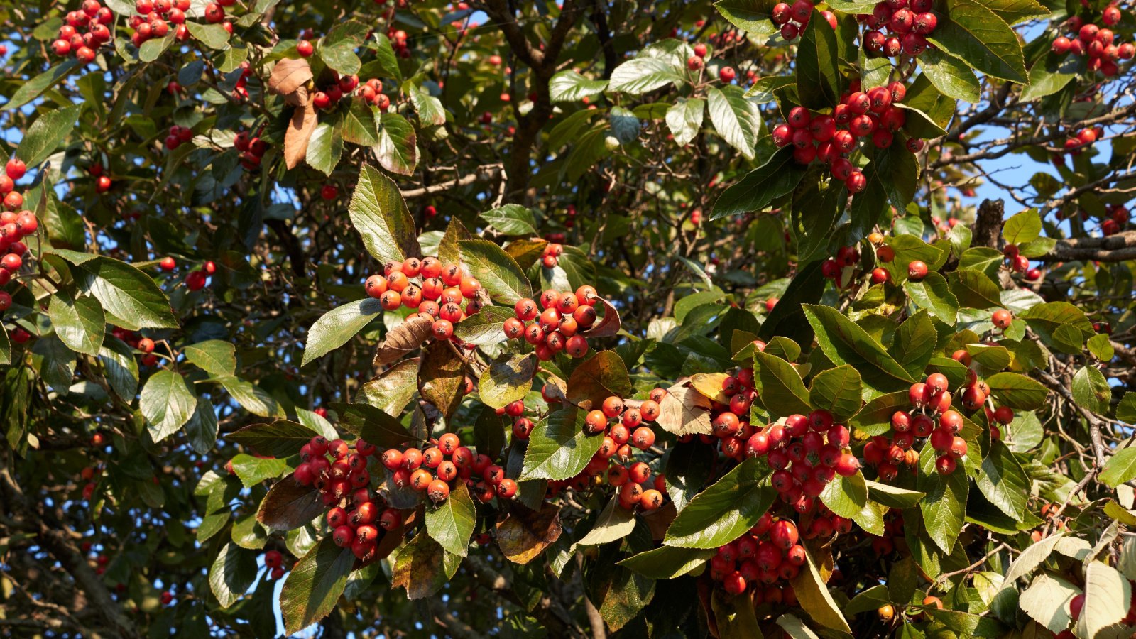 A sturdy branch with woody texture covered in vibrant green leaves and scattered red berries under sunlight