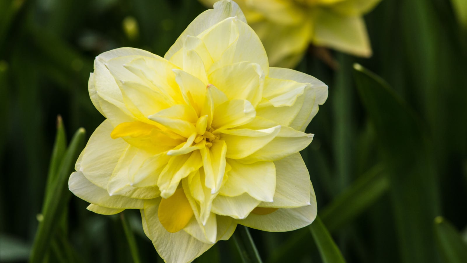 A healthy Narcissus ‘Inglescombe’ plant with multiple blooms appearing to have double petals with hues of yellow with deep green foliage