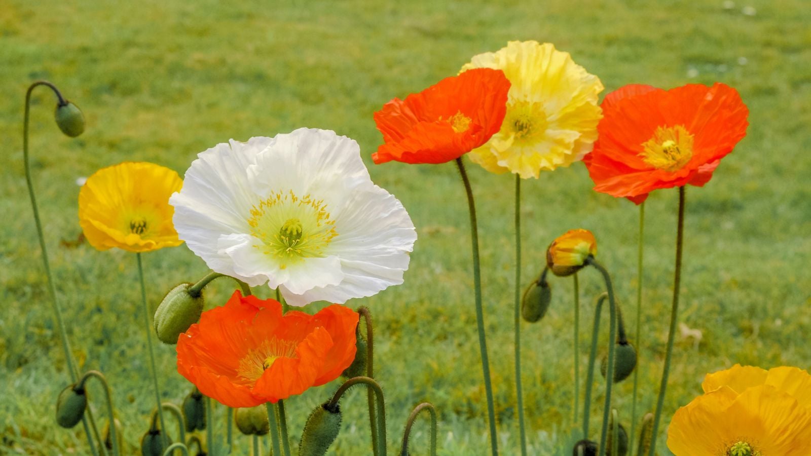 A close-up shot of a small composition of delicate, white, red-orange, and yellow colored flowers, all situated in a well lit area outdoors